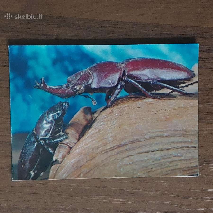 Atvirukų komplektas - Vabalai - nuotraukos Nr. 7