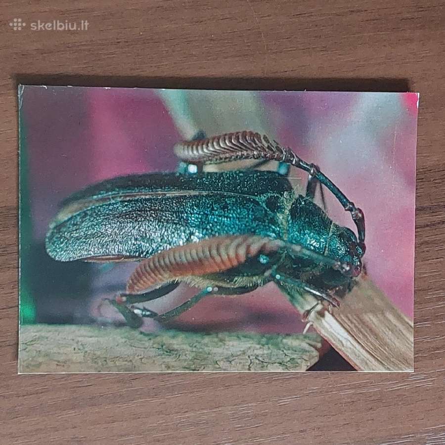 Atvirukų komplektas - Vabalai - nuotraukos Nr. 11