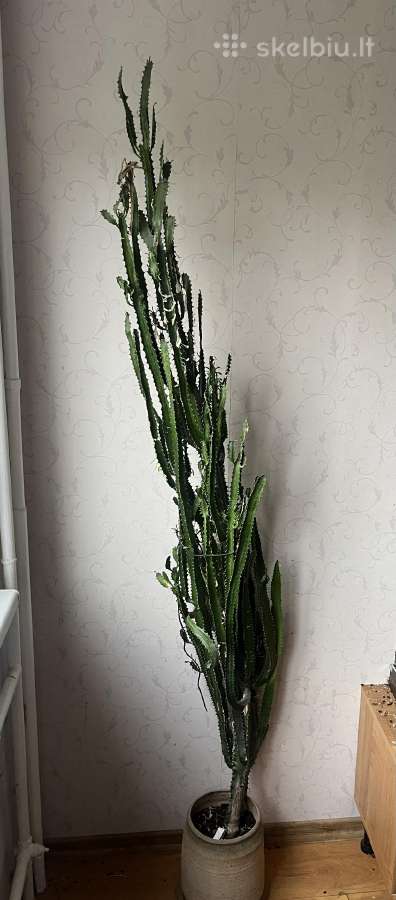 Kaktusas