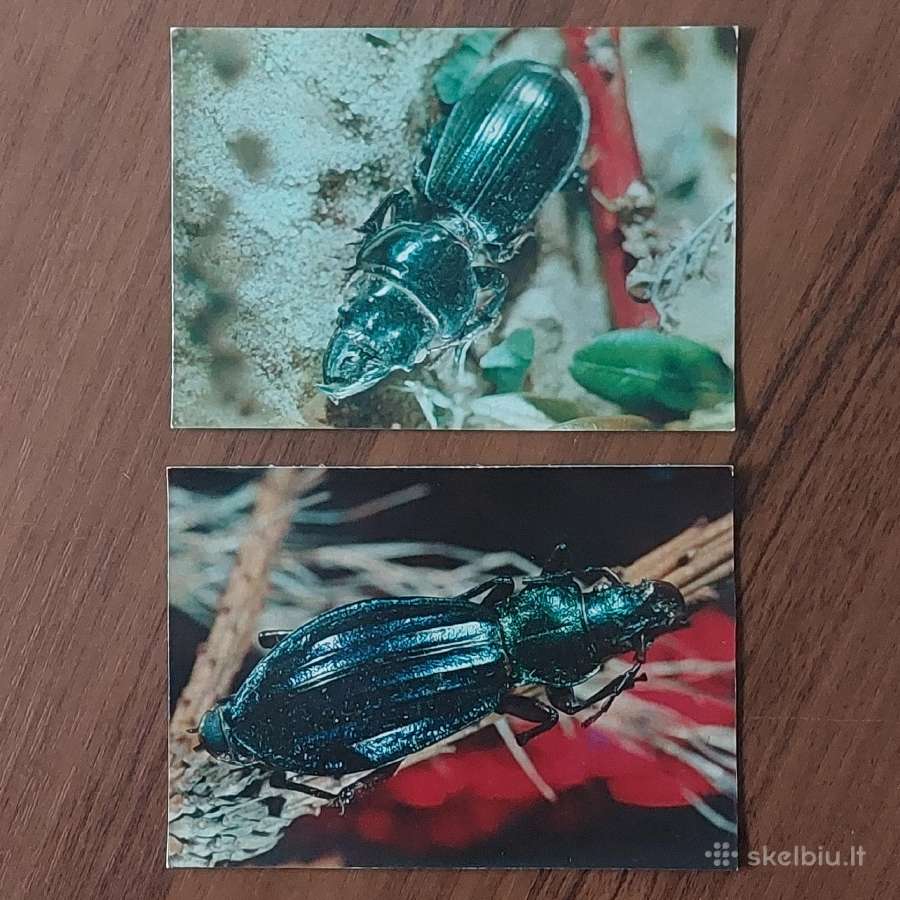 Atvirukų komplektas - Vabalai - nuotraukos Nr. 13