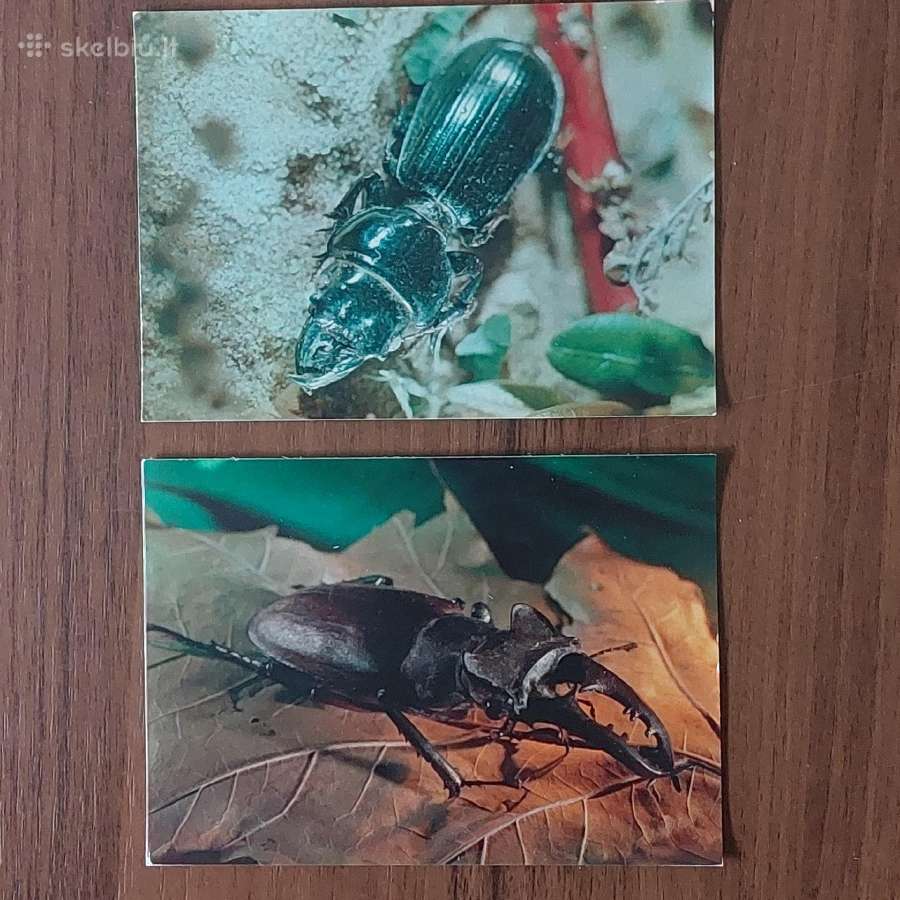 Atvirukų komplektas - Vabalai - nuotraukos Nr. 14