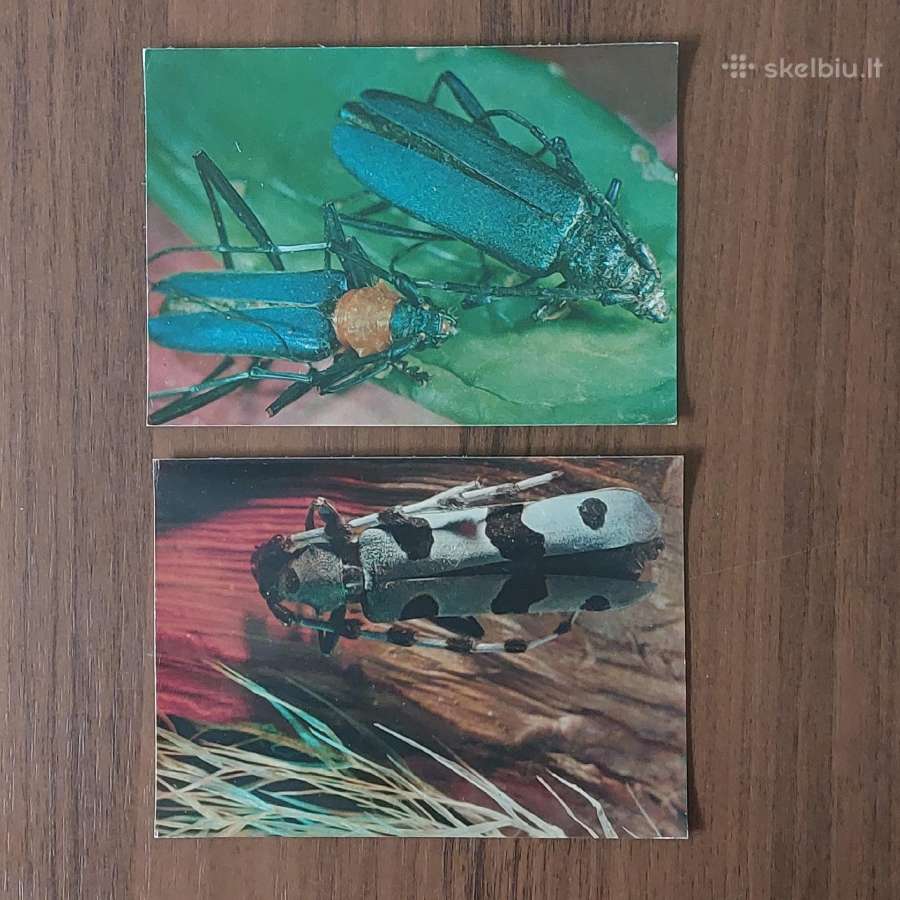 Atvirukų komplektas - Vabalai - nuotraukos Nr. 15