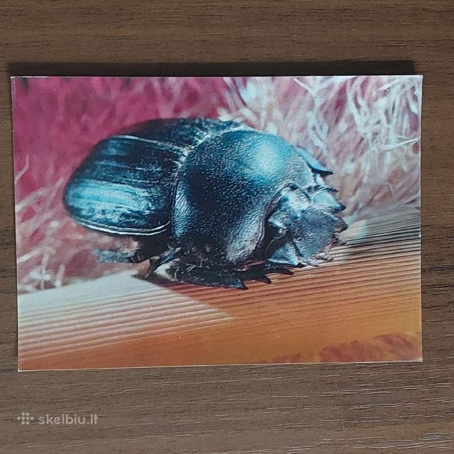 Atvirukų komplektas - Vabalai - nuotraukos Nr. 17