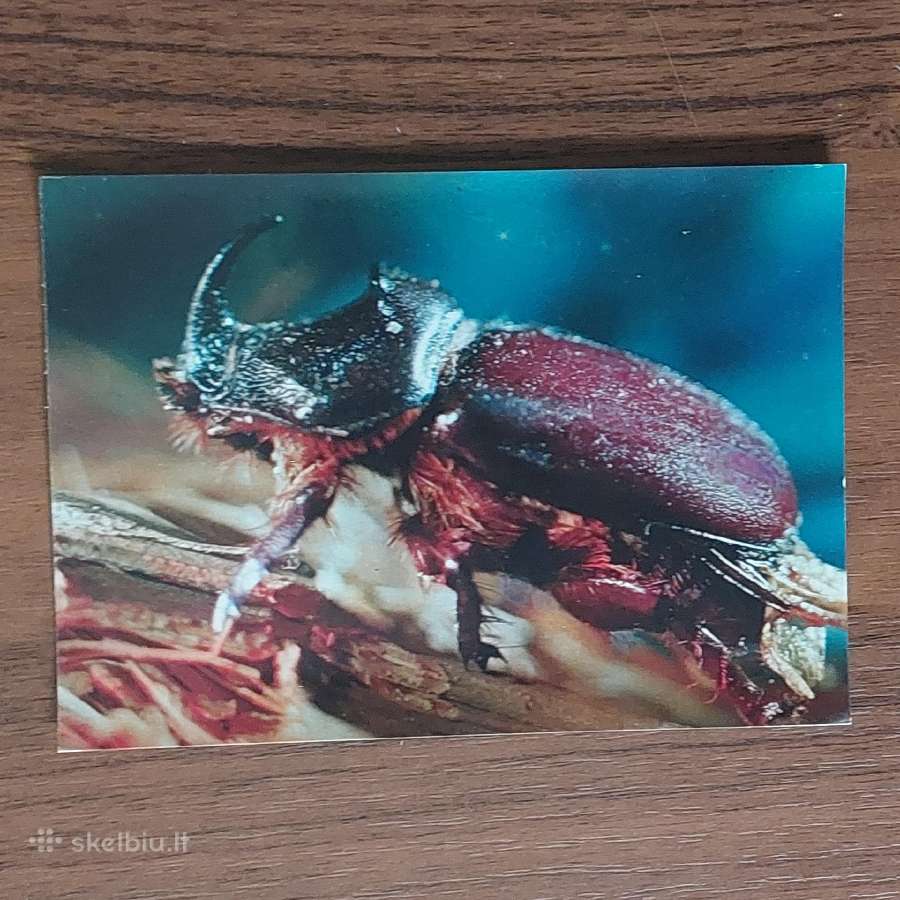Atvirukų komplektas - Vabalai - nuotraukos Nr. 18