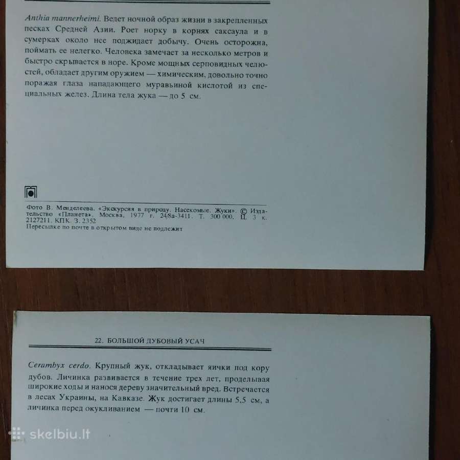 Atvirukų komplektas - Vabalai - nuotraukos Nr. 22