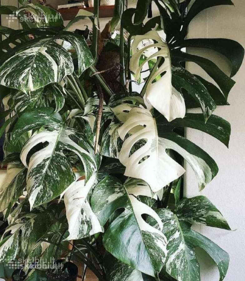 Monstera Albo variegata