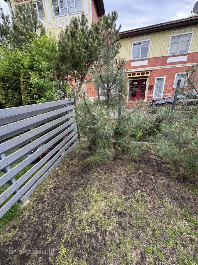 Pinus nigra austrinė juodoji pušis