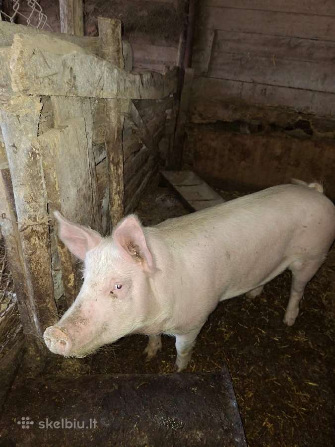 Mėsine kiaule