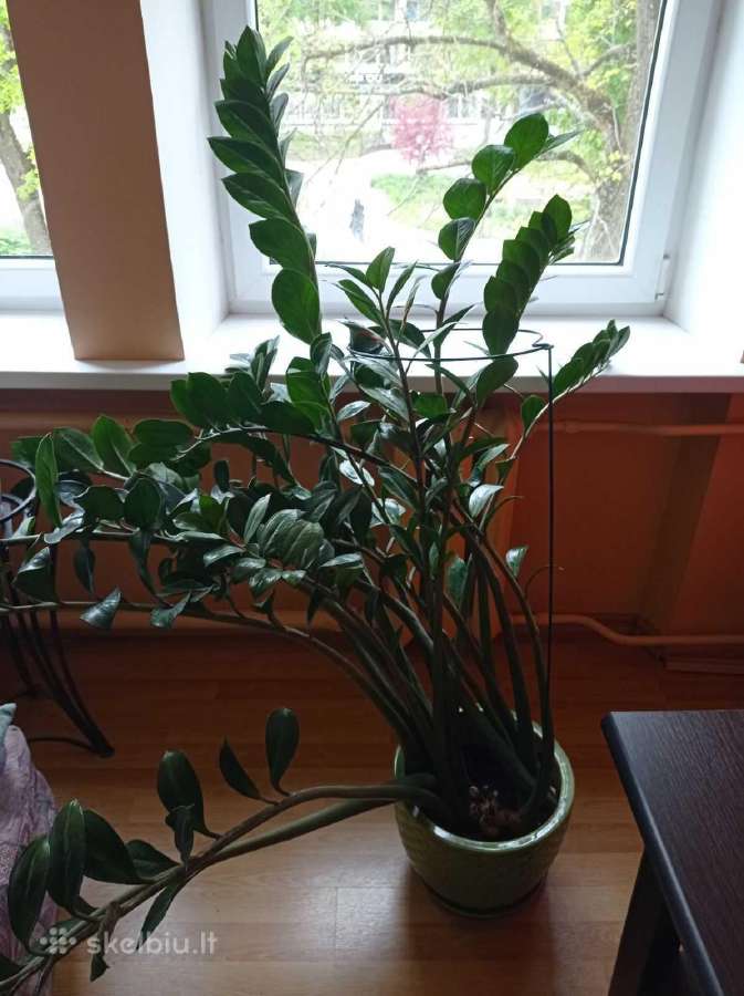 Pinigų medis (Zamiokulkas)