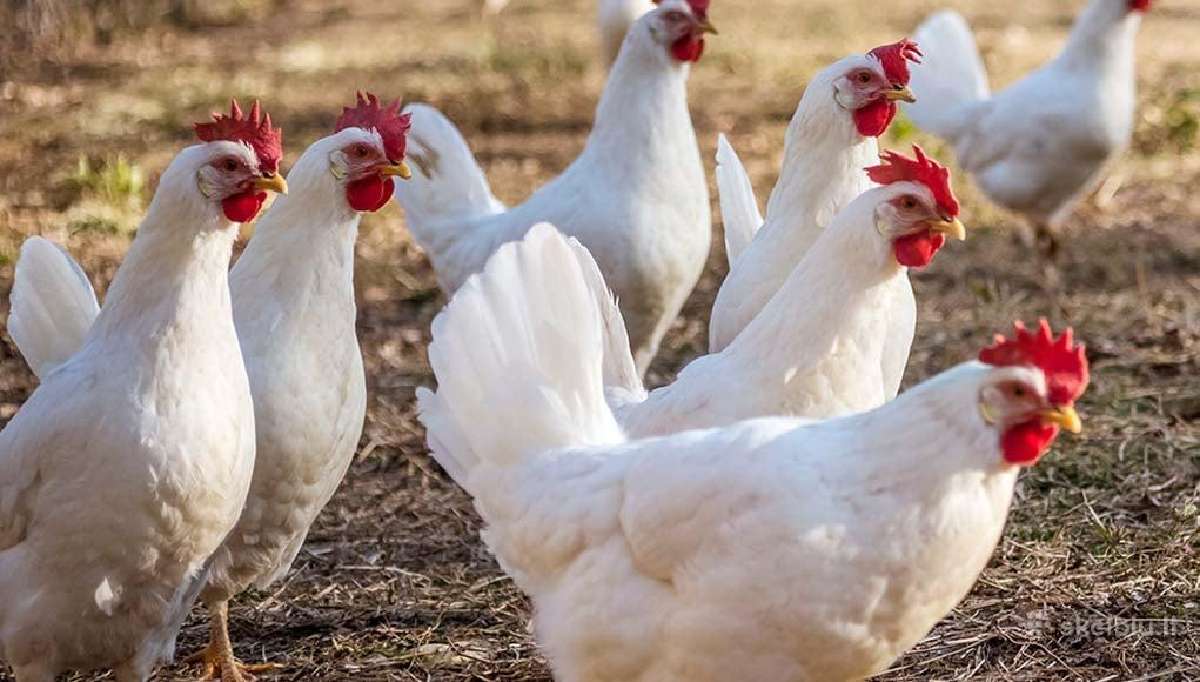 Dedančios Leghorno vištaitės 5,5 mėn