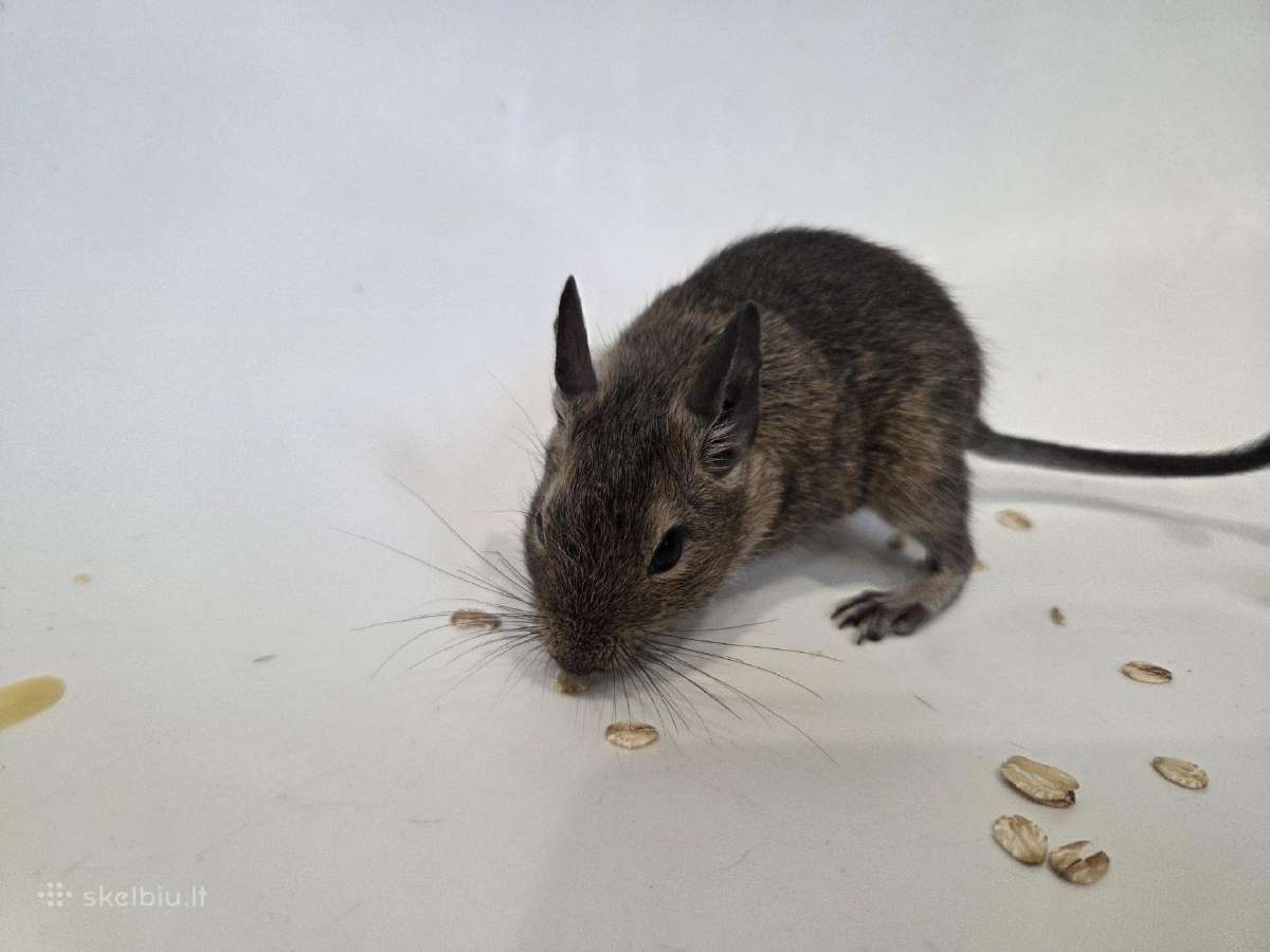Dovanoju degu