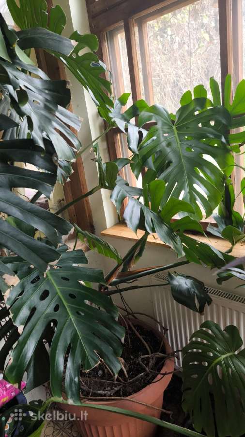 2 virsuniu monstera deliciosa