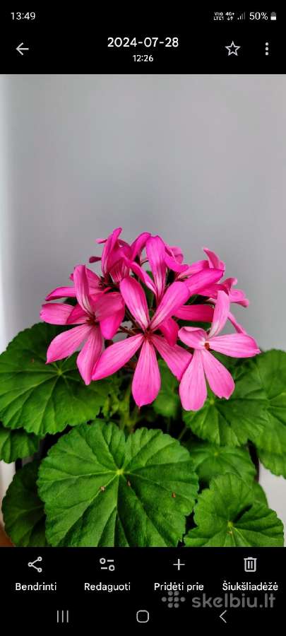 Pelargonija