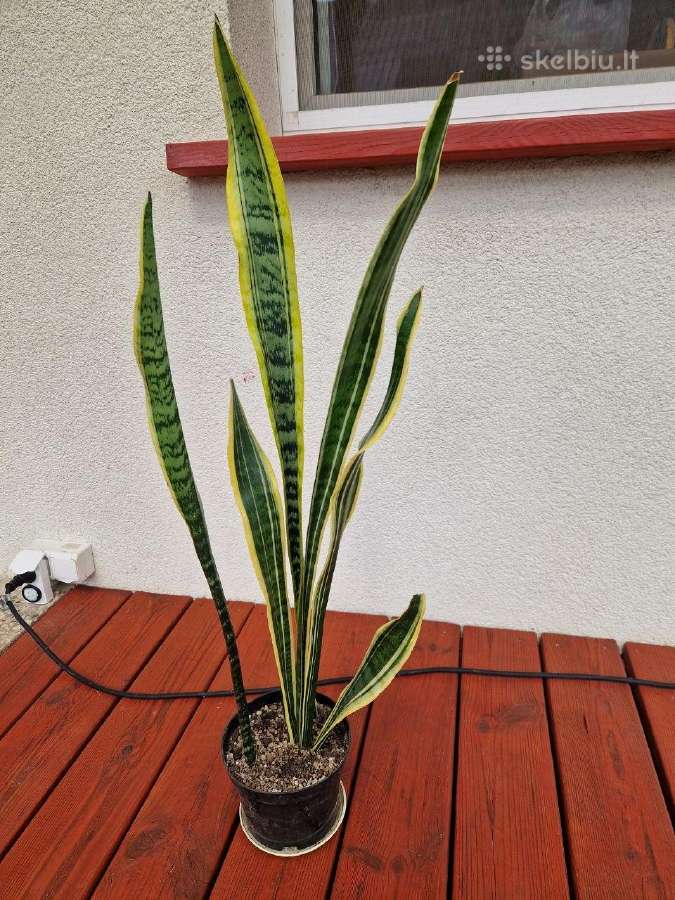 Aukštaūgė trijuostė sansevjera