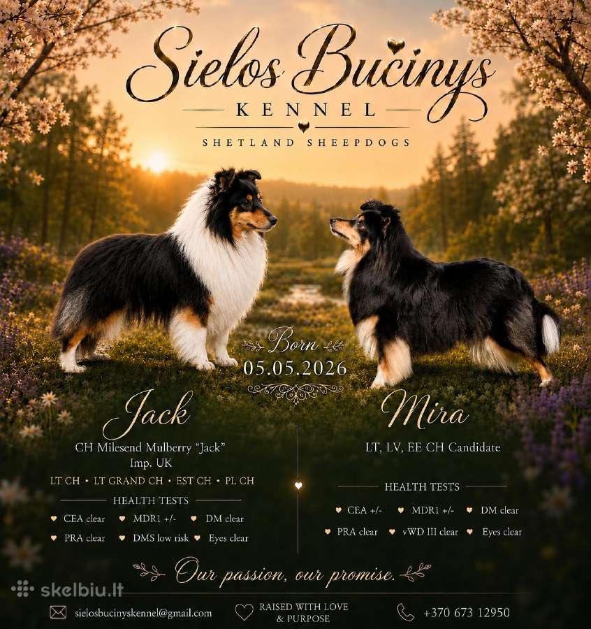 Shetland Sheepdog / Šeltis