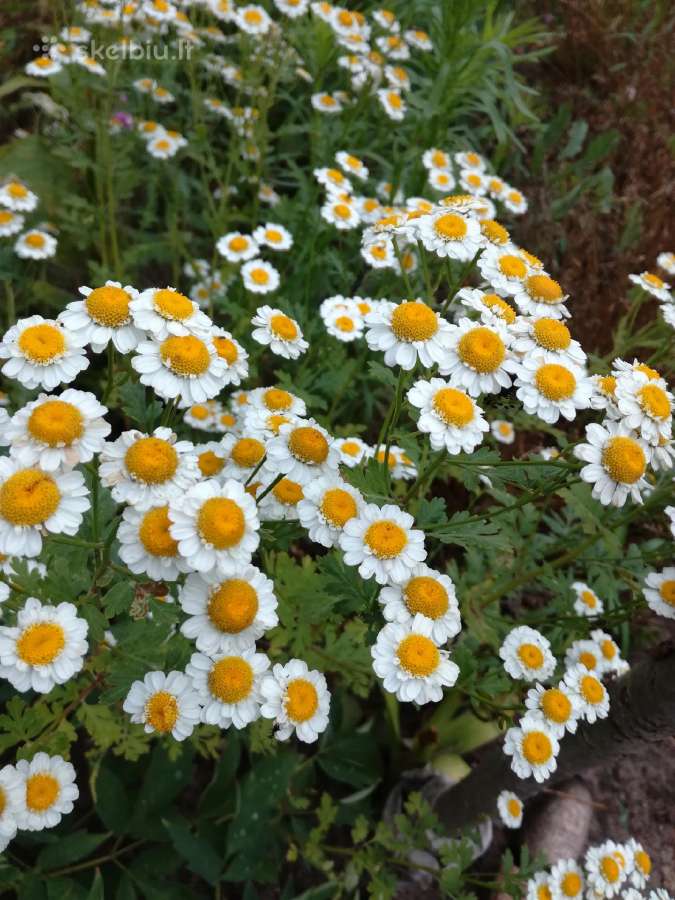 Senų veislių augalų perteklius iš savo gėlyno - nuotraukos Nr. 26