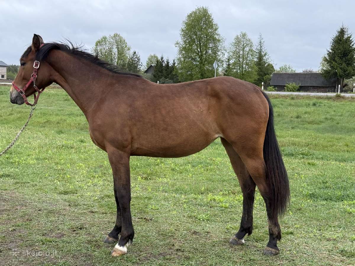2 m sportinė kumelė - nuotraukos Nr. 3