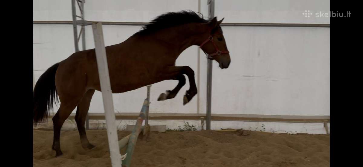 2 m sportinė kumelė
