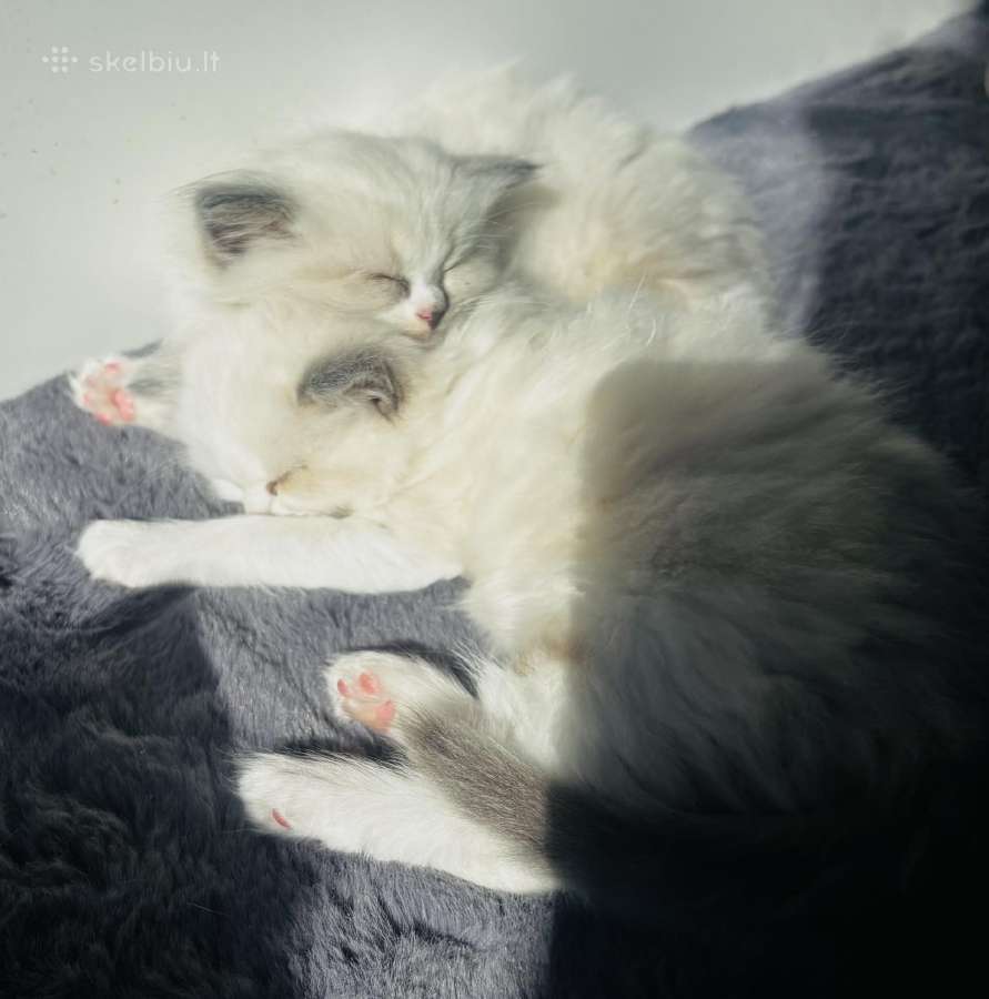 Ragdoll kaciukai - nuotraukos Nr. 24