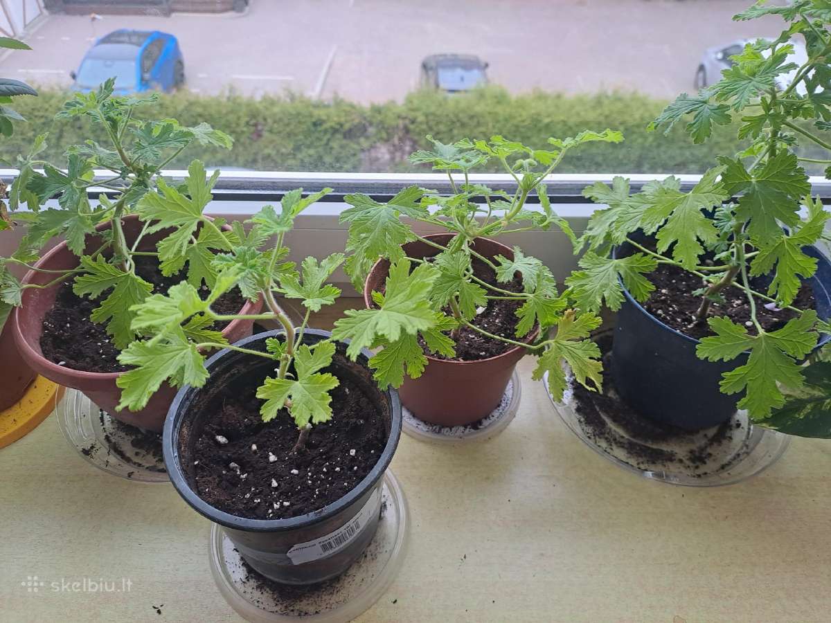 Parduodu gėles kvapnioji Pelargonija (Jaronimas)