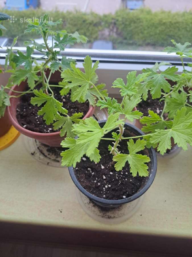 Parduodu gėles kvapnioji Pelargonija (Jaronimas) - nuotraukos Nr. 2