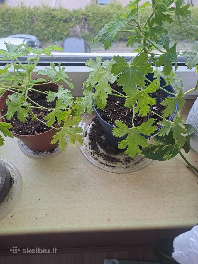 Parduodu gėles kvapnioji Pelargonija (Jaronimas) - nuotraukos Nr. 3