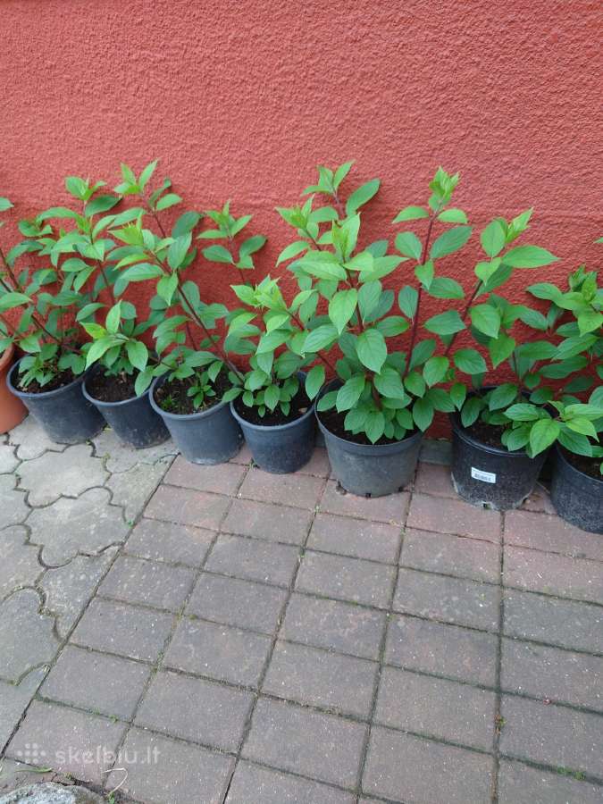 Šluotelinės hortenzijos