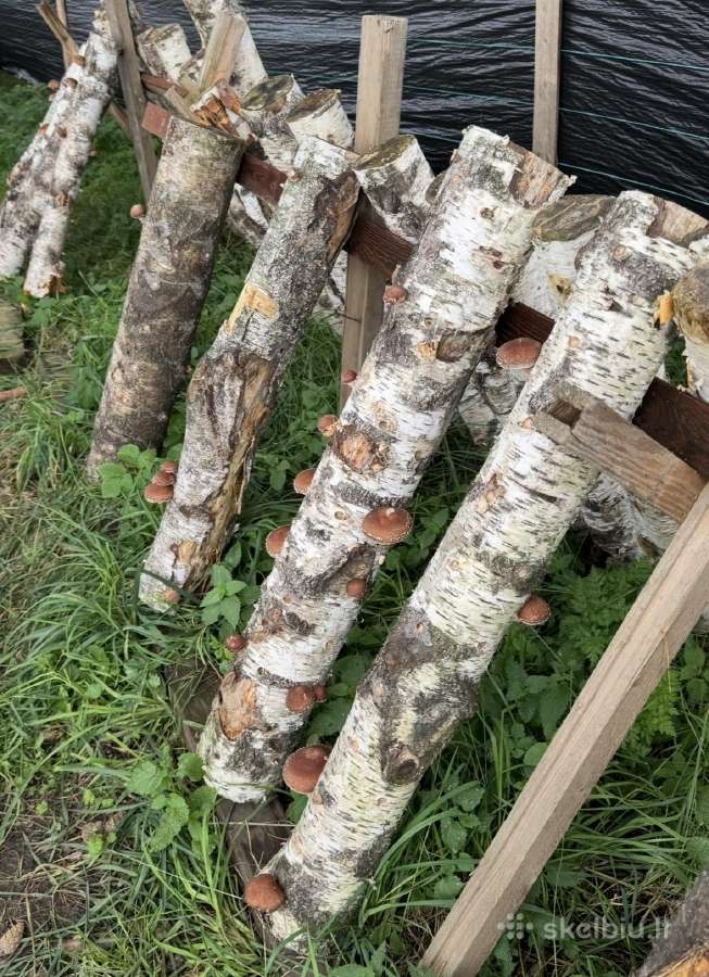Shiitake grybų rąsteliai (2025 metų) - nuotraukos Nr. 15
