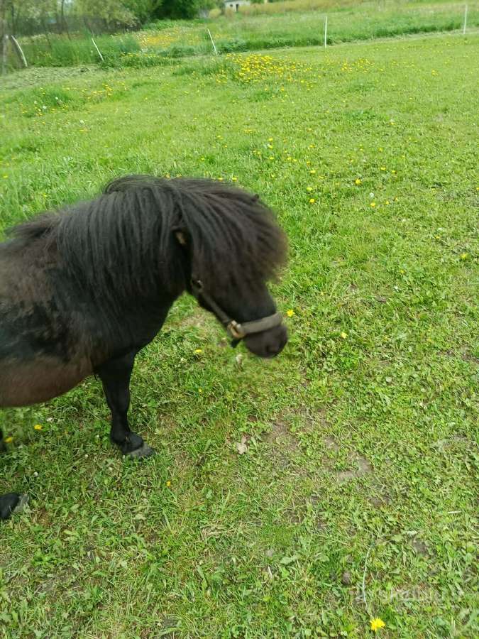 Ponis