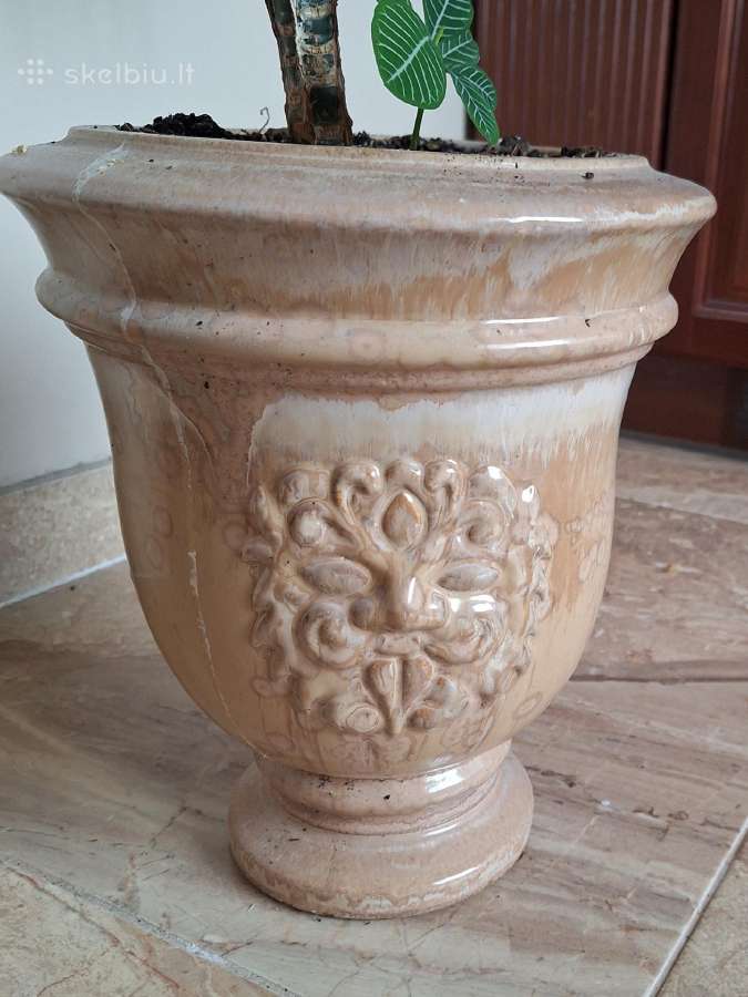 Baltagyslė karpažolė - nuotraukos Nr. 6