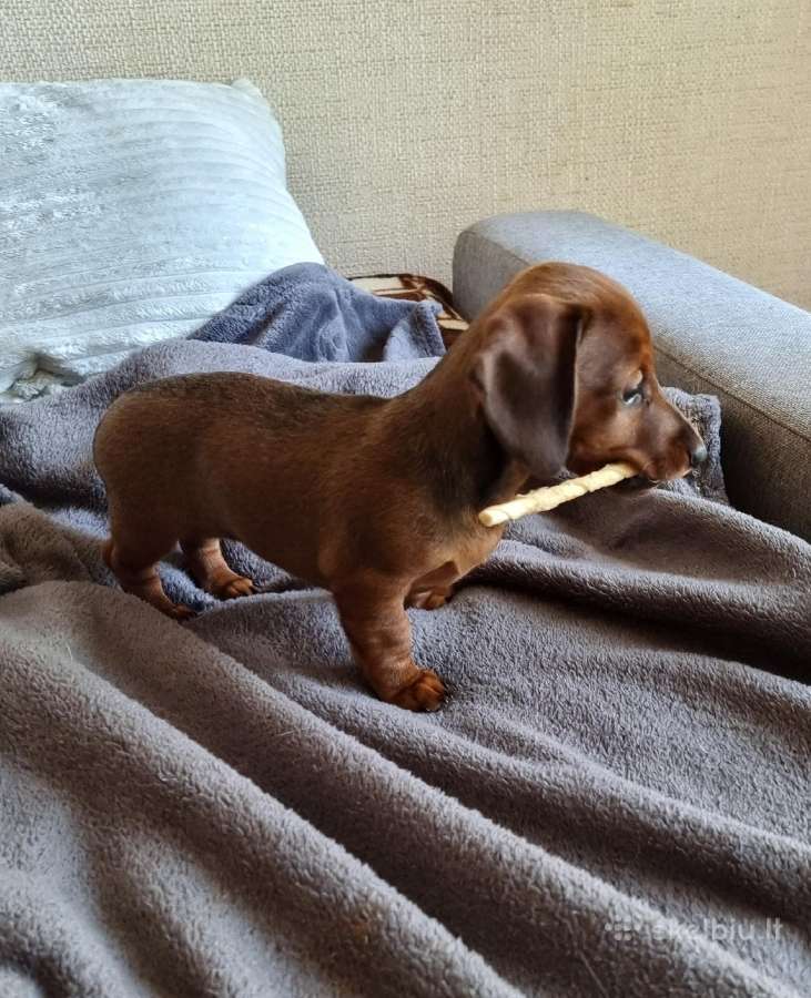 Miniatiūrinis taksas