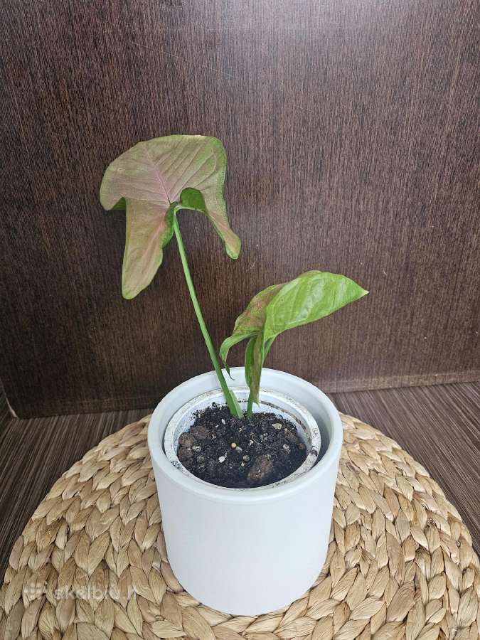 Syngonium