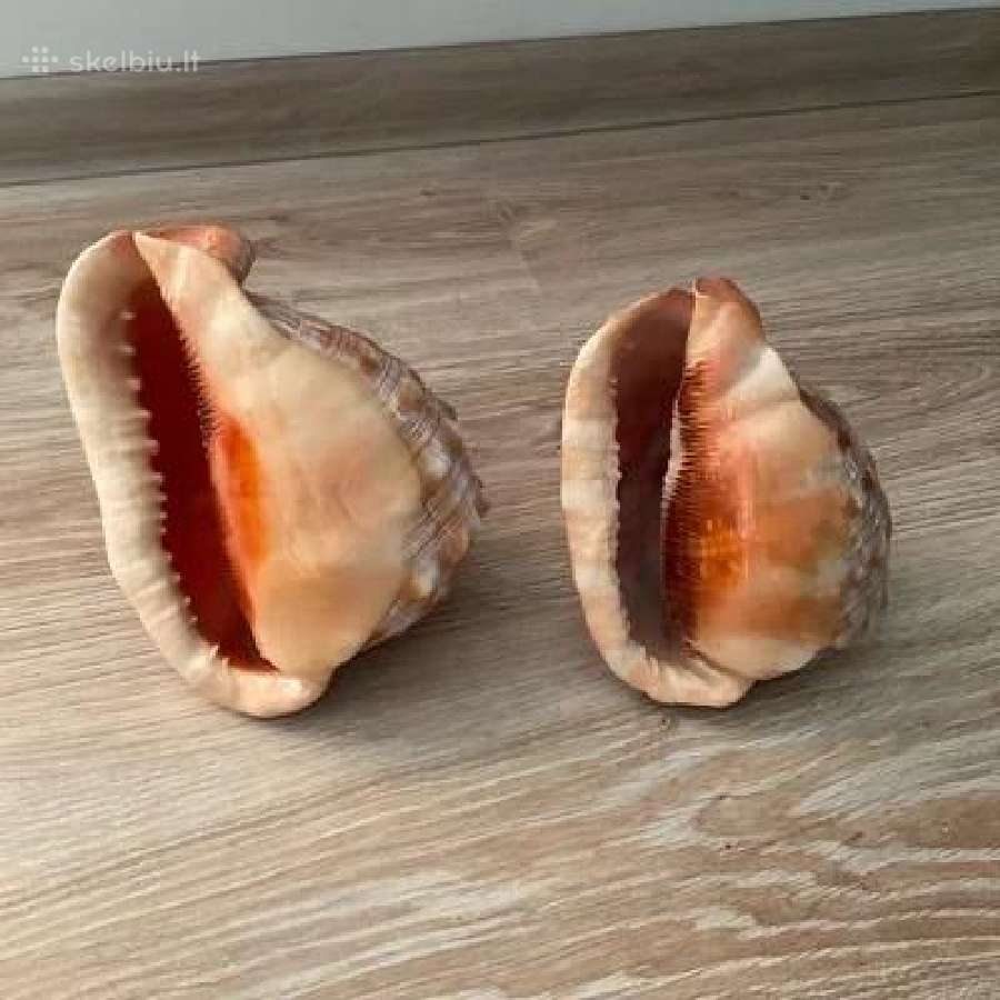 2 gražios kriaukles