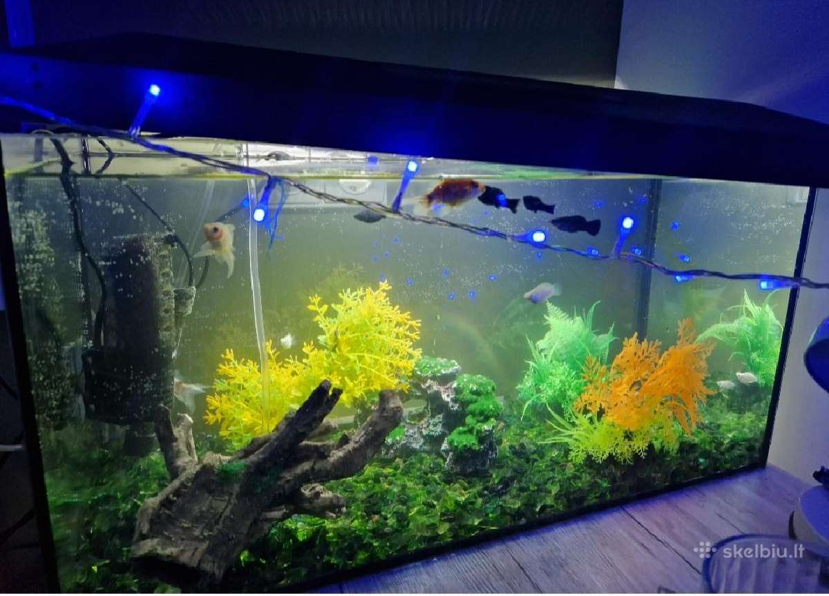 Naudotas akvariumas - nuotraukos Nr. 2
