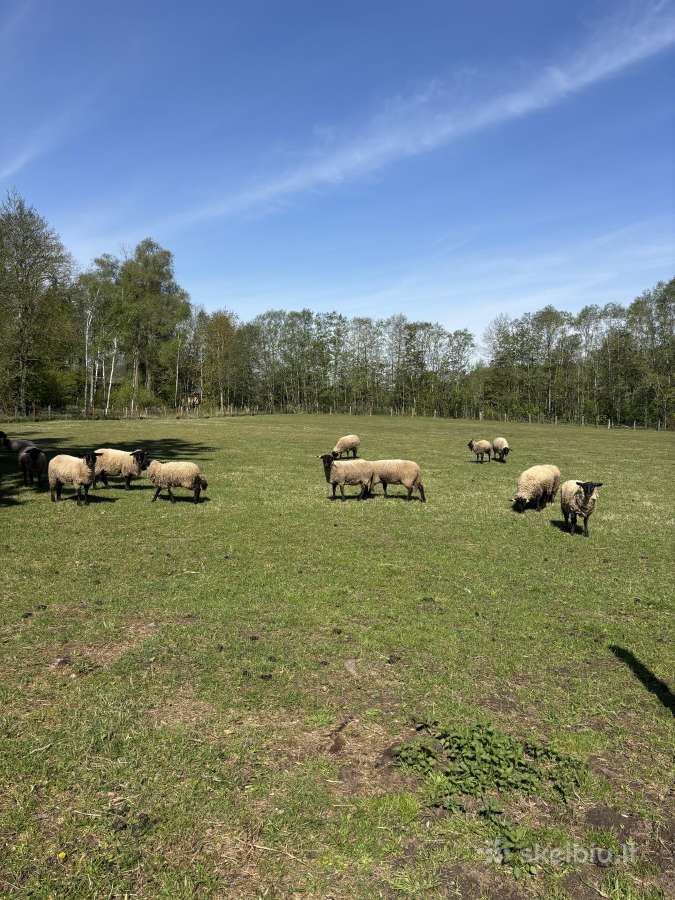Suffolk avys - nuotraukos Nr. 2