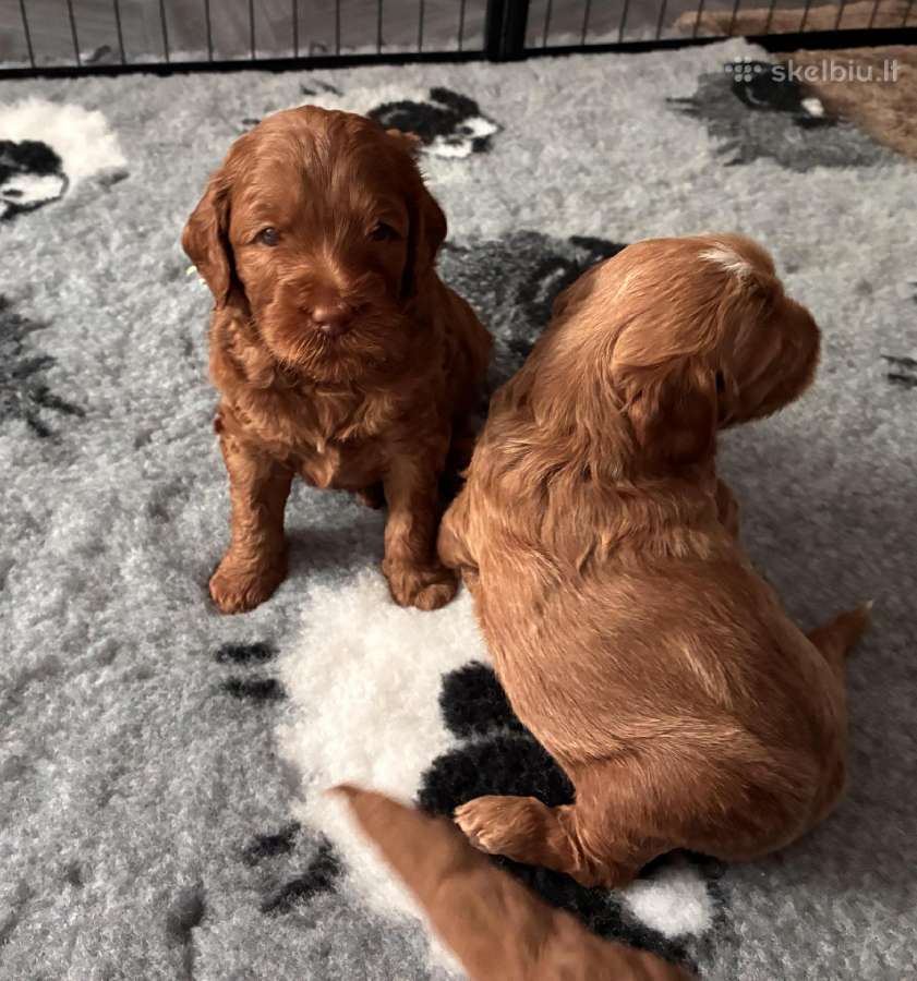 Australian Labradoodle šuniukai,su Wala dokum. - nuotraukos Nr. 8