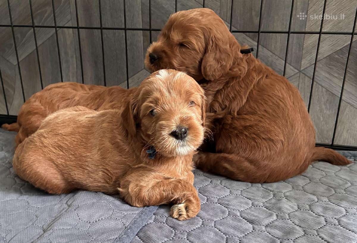 Australian Labradoodle šuniukai,su Wala dokum. - nuotraukos Nr. 10