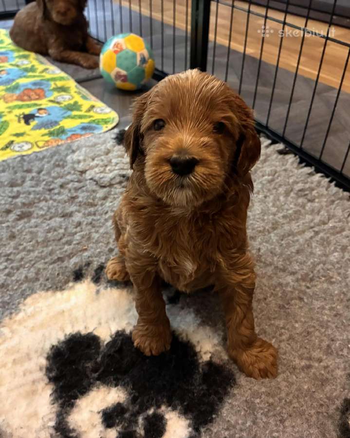 Australian Labradoodle šuniukai,su Wala dokum. - nuotraukos Nr. 11