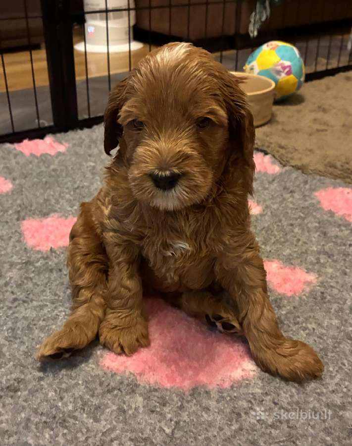 Australian Labradoodle šuniukai,su Wala dokum. - nuotraukos Nr. 12