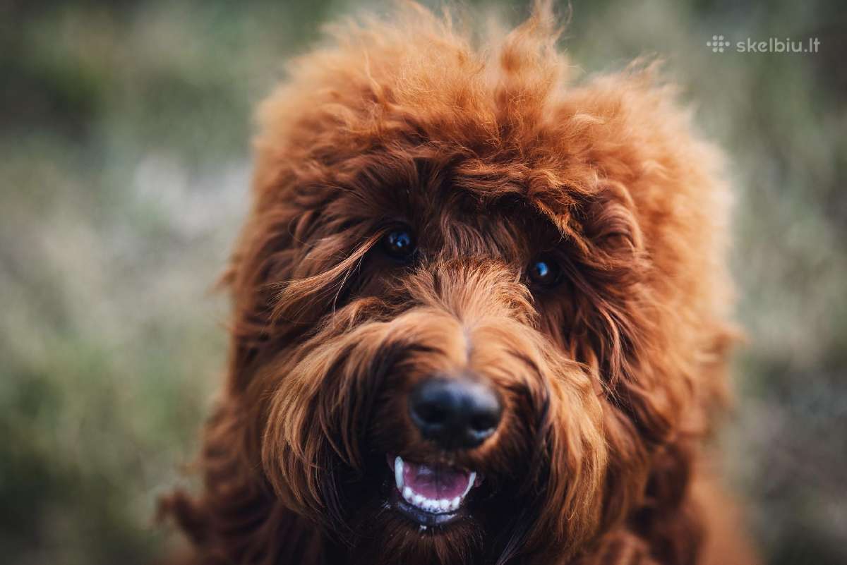Australian Labradoodle šuniukai,su Wala dokum. - nuotraukos Nr. 13
