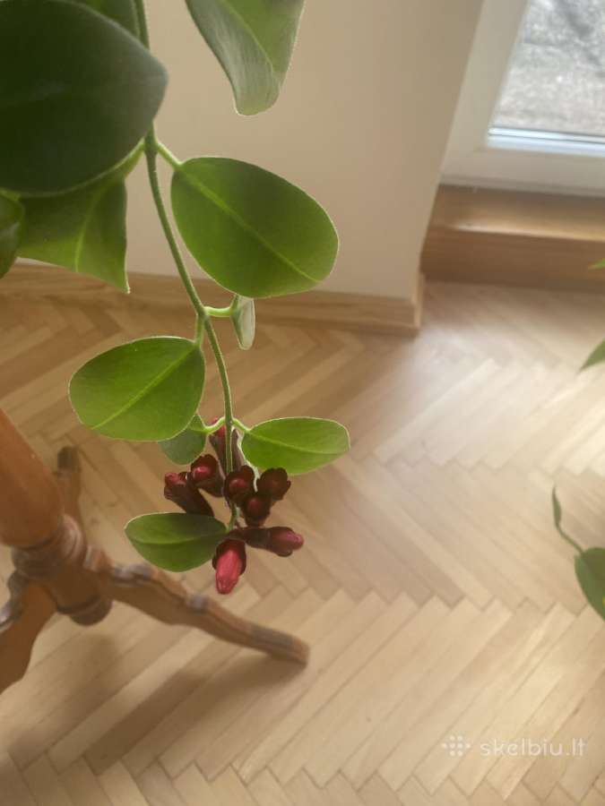 Aeschynanthus - nuotraukos Nr. 10