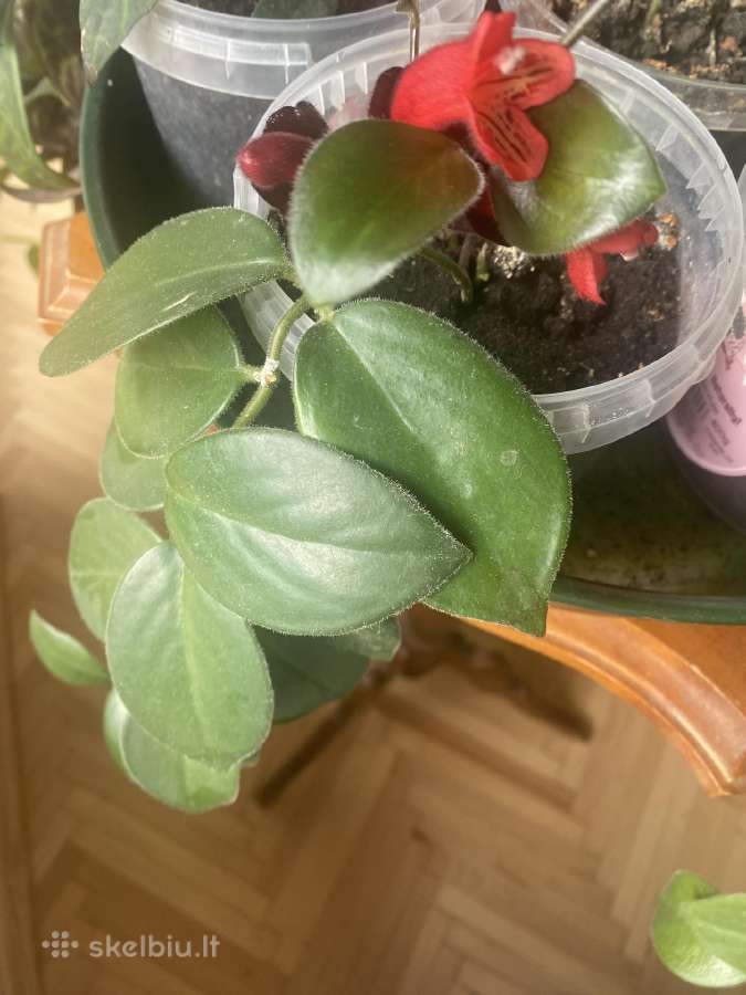 Aeschynanthus - nuotraukos Nr. 11
