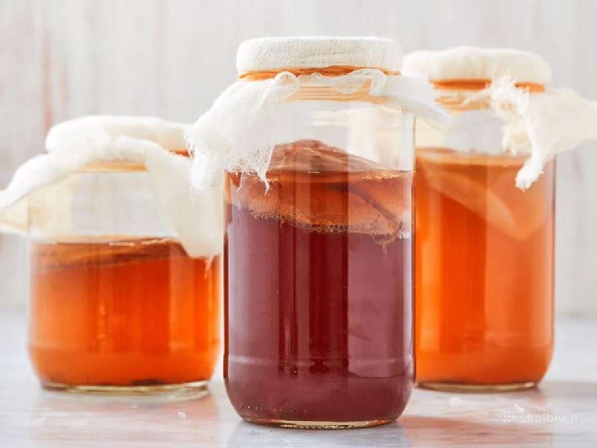 Arbatos grybas kombucha