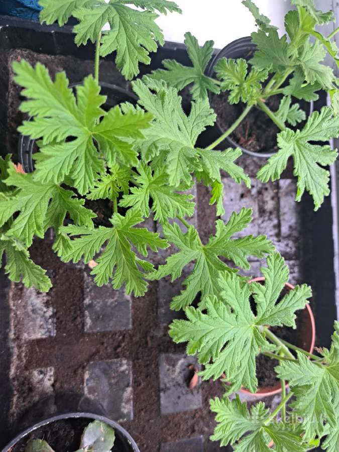 Kvapioji pelargonija ( Jeronimas) - nuotraukos Nr. 3