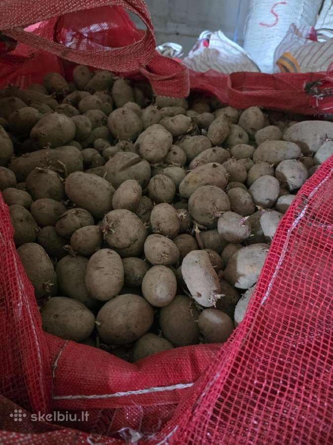 Bulves 1t - 60€ pasarines, nerusiuotos maistines - nuotraukos Nr. 2