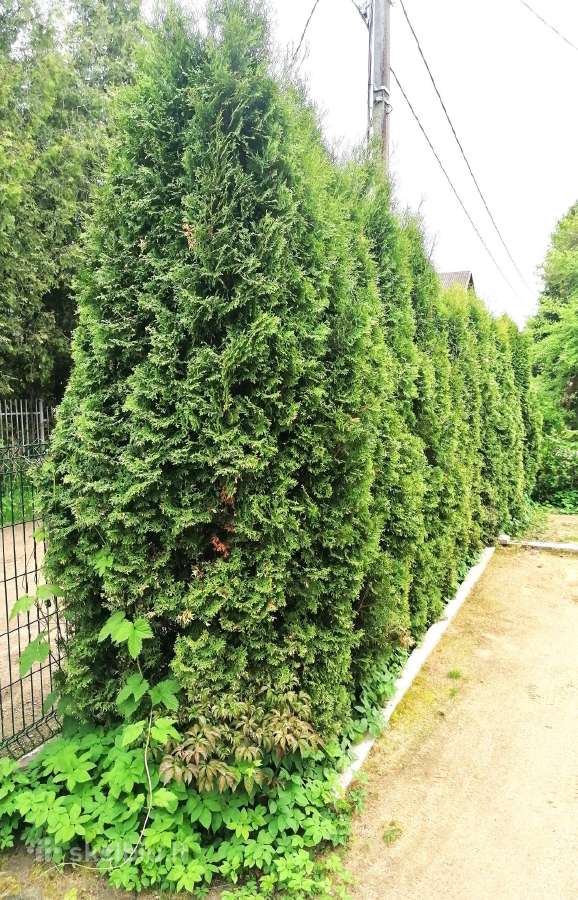Tujų gyvatvorė, 12vnt., h-apie 3m - nuotraukos Nr. 2