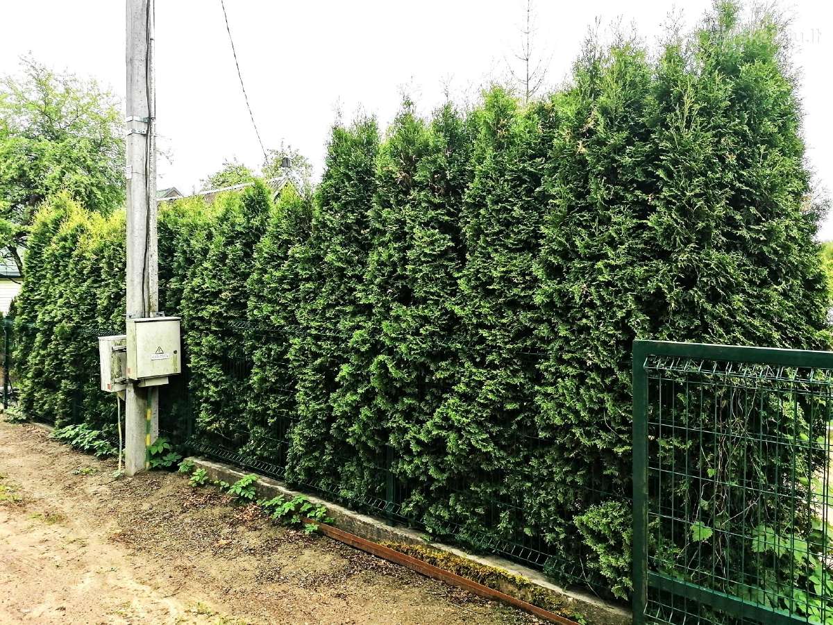 Tujų gyvatvorė, 12vnt., h-apie 3m - nuotraukos Nr. 4