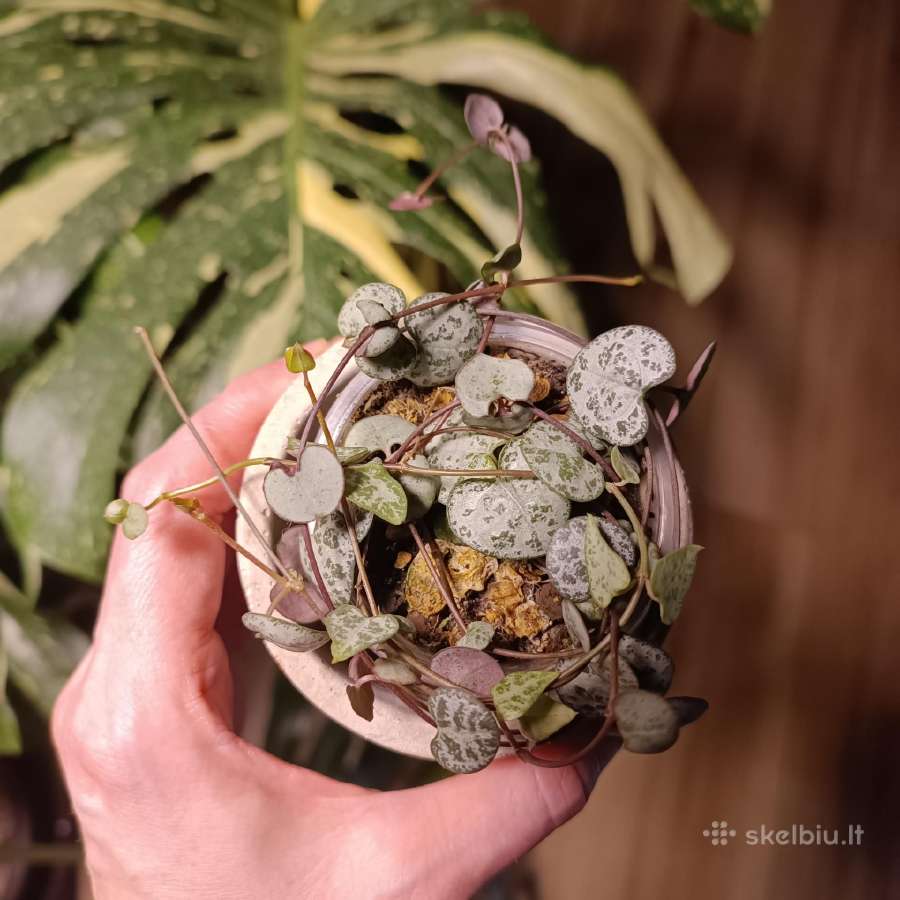 Ceropegia Woodii