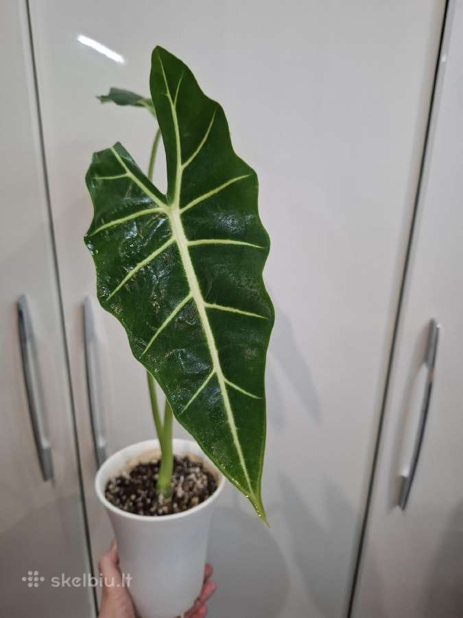 Alocasia Frydek