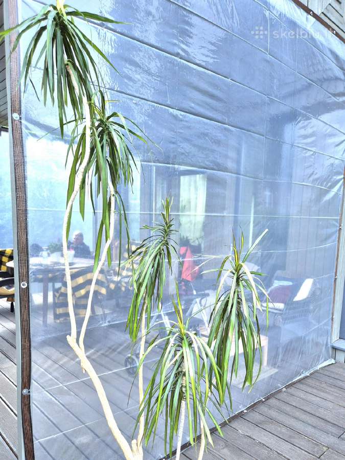 Kambario augalas medis"dracena".